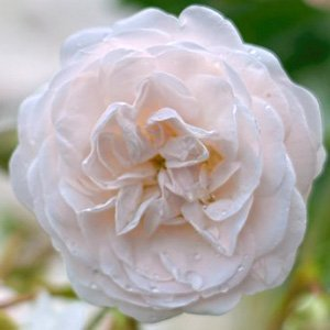 Роза "Eulalia Berridge"
