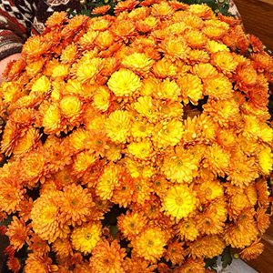 Хризантема мультифлора "Branbeach Orange"