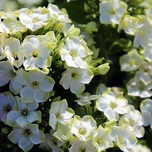 Флокс метельчатый "Orchid Green"
