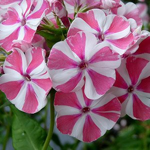 Флокс метельчатый "Peppermint Twist"