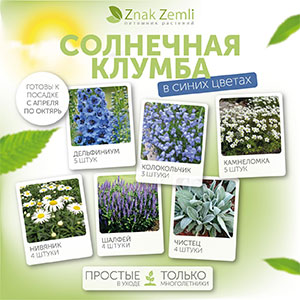 Солнечная клумба (в синих цветах)