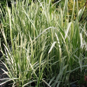Манник большой "Variegata"