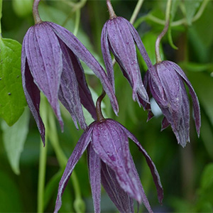 Клематис "Violet Lampion (Orion)"
