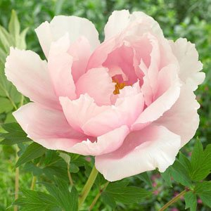 Пион древовидный "Light Pink"