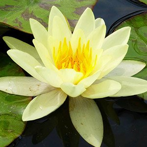Нимфея "Marliacea Chromatella"