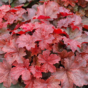 Гейхера "Cherry Cola"