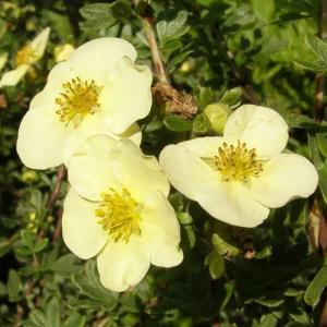 Лапчатка кустарниковая "Tilford Cream"