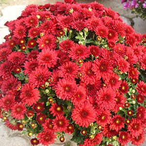 Хризантема мультифлора "Branhill Red"