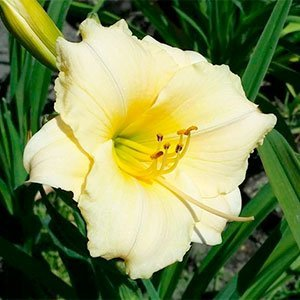 Лилейник "Longfields Pearl"