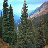 Ель шренка (тяньшанская)
