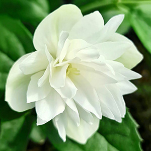 Чубушник "Pearls of Parfume"