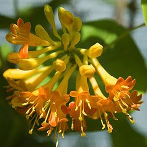 Жимолость Брауна "Golden Trumpet"
