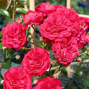 Роза "Starlet Rose Lola"