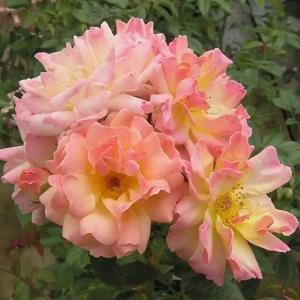 Роза "Phyllis Bide"