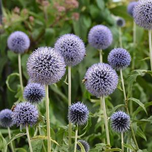 Мордовник банатский "Taplow Blue"