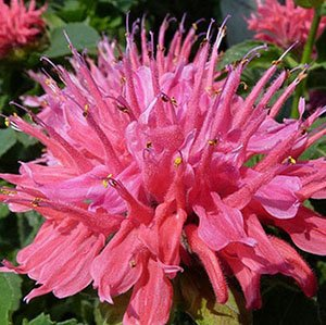 Монарда "Pink Supreme"