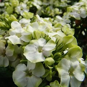 Флокс метельчатый "Jade"