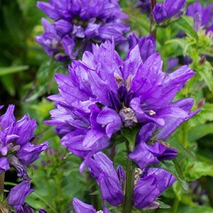 Колокольчик скученный "Bellefleur Blue"