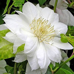 Клематис "Duchess of Edinburgh"
