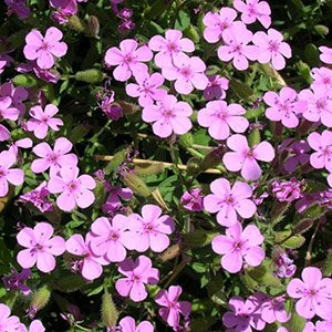 Мыльнянка лекарственная "Rosea Plena"
