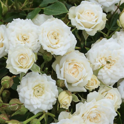 Роза "White Gem"