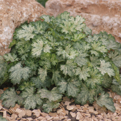Гейхера "Dew Drops"