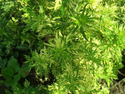 Полынь обыкновенная "Variegata"