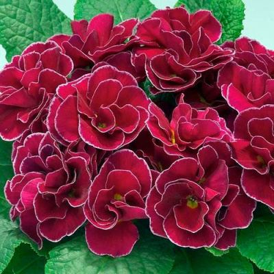 Примула "Hethor Petticoat Violet"