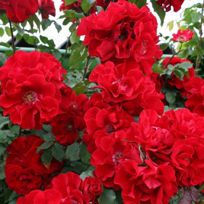 Роза "Roter Korsar"