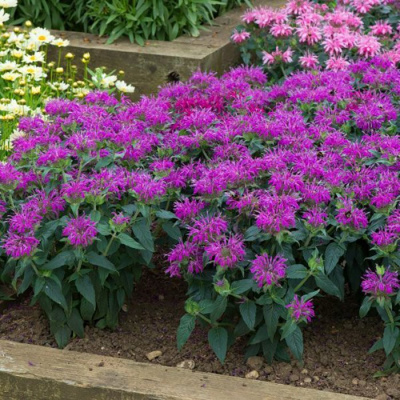Монарда "Balmy Lilac"