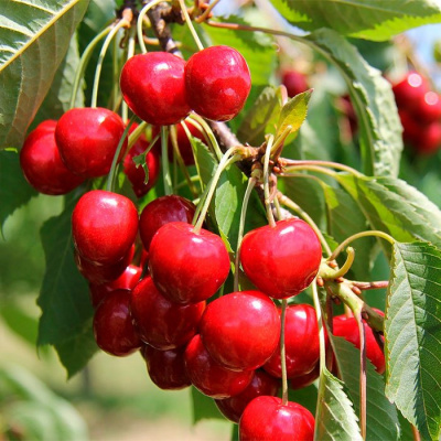 Черешня "Витязь"