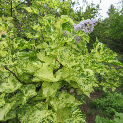 Сирень "Aucubaefolia"