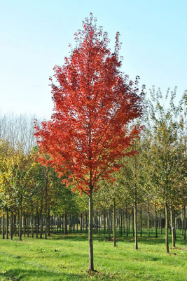 Клен красный "Brandywine"