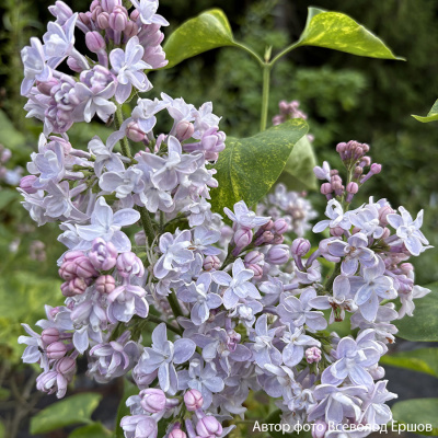 Сирень "Aucubaefolia"
