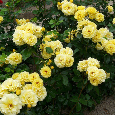Роза "Friesia"
