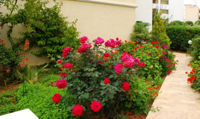 Роза "Chersonese"