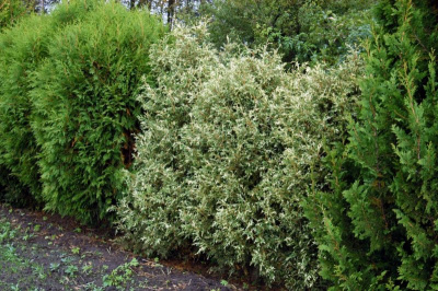 Туя западная "Variegata"