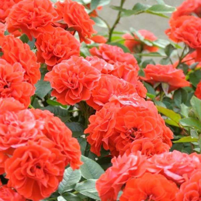 Роза "Orange Meillandina"