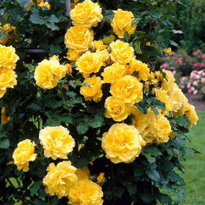Роза "Sommergold"