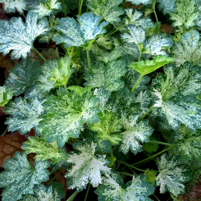 Гейхера "Dew Drops"