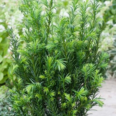 Тис средний "Groenland"