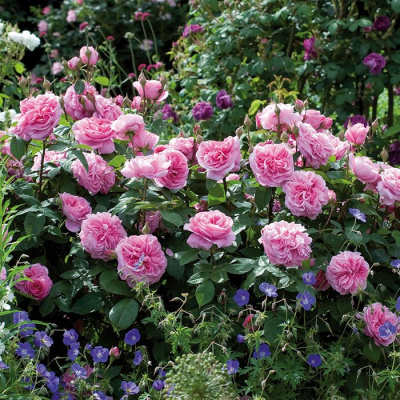 Роза "Wisley 2008"