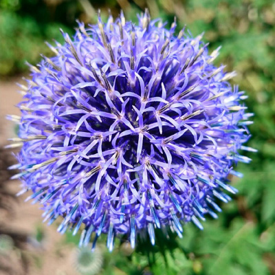 Мордовник банатский "Blue Globe"