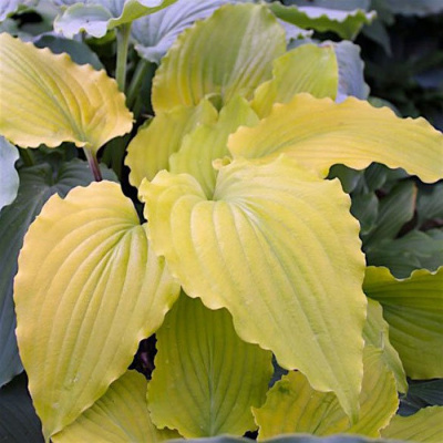 Хоста "Valley's Lemon Squash"
