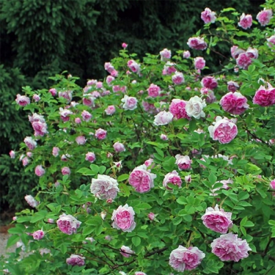 Роза "Blush Damask"