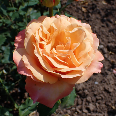 Роза "Lolita"