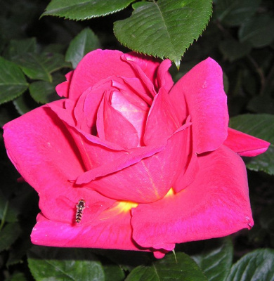 Роза "Chersonese"