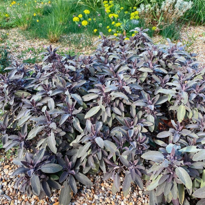 Шалфей лекарственный "Purpurascens"