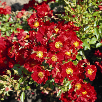 Роза "Bienenweide Rot"