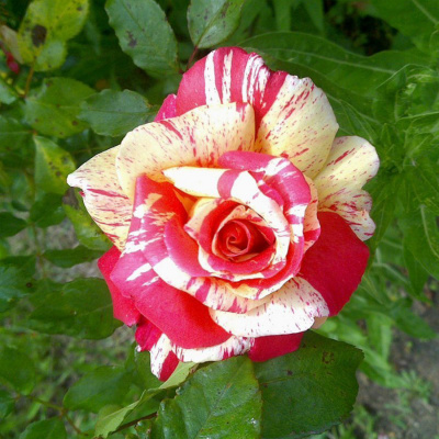 Роза "Tocade"